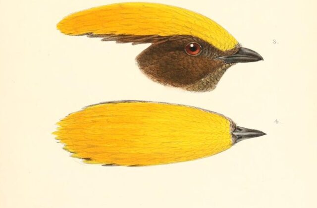 Golden-fronted Bowerbird