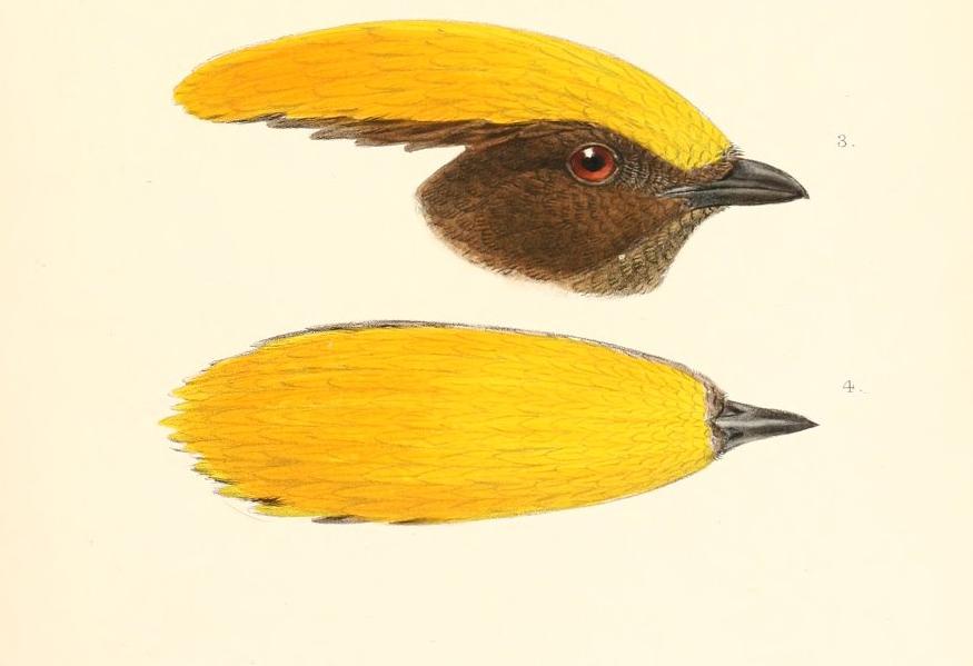 Golden-fronted Bowerbird