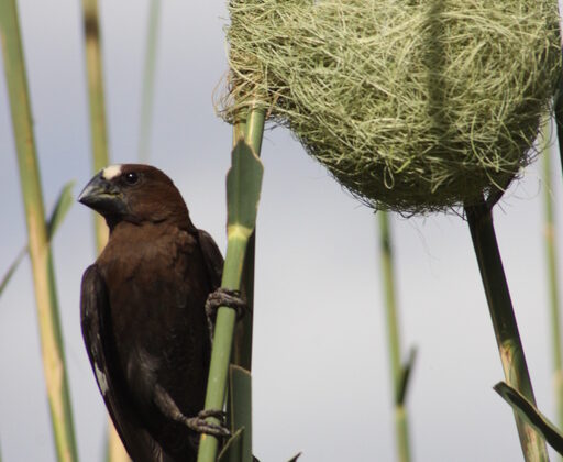 Thick-billed Weaver