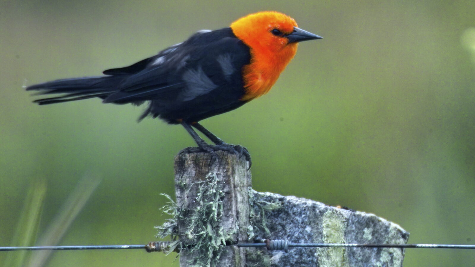 Scarlet-headed Blackbird