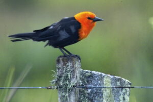 Scarlet-headed Blackbird