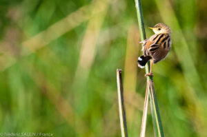 Ashy Cisticola