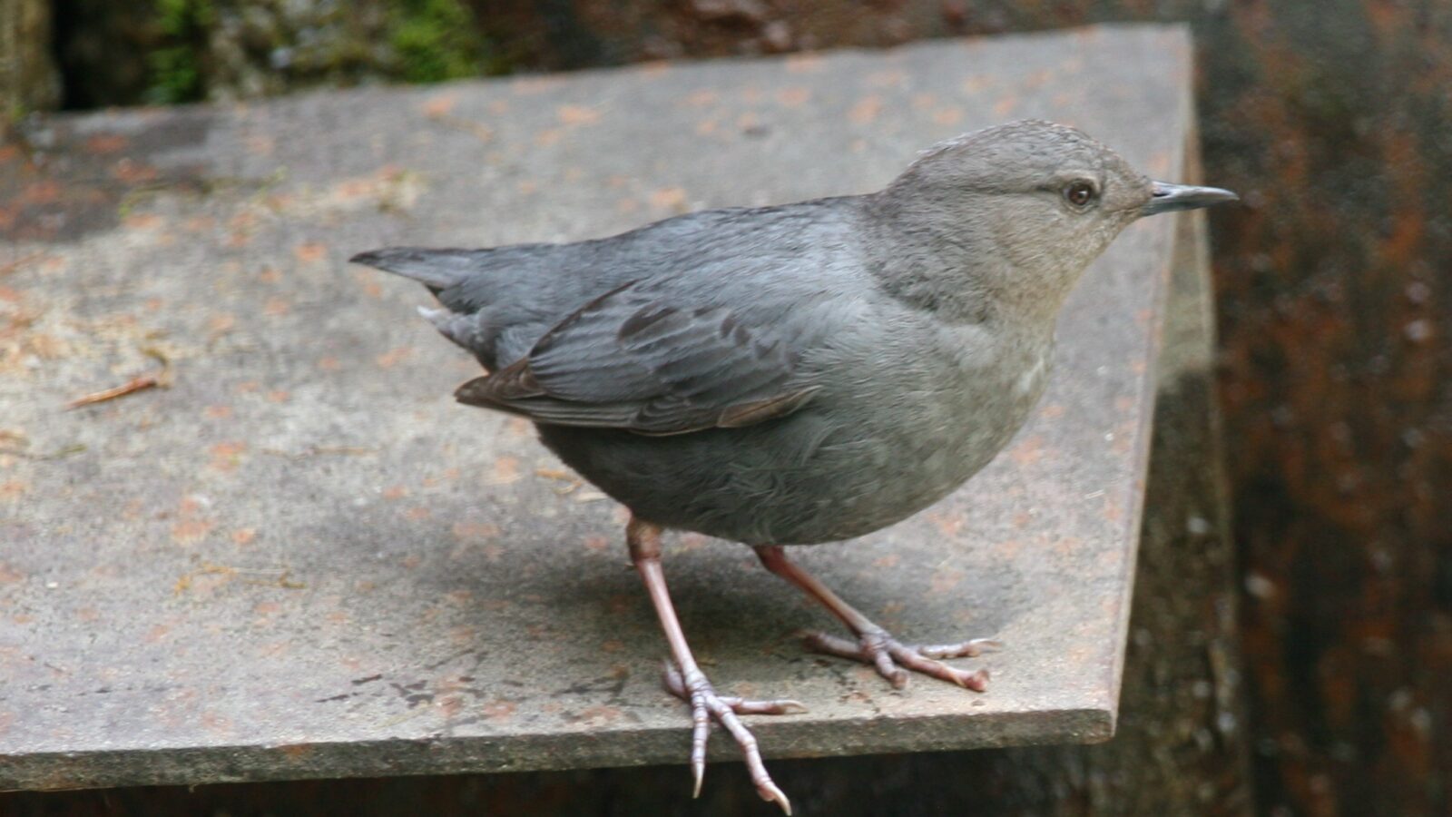 American Dipper