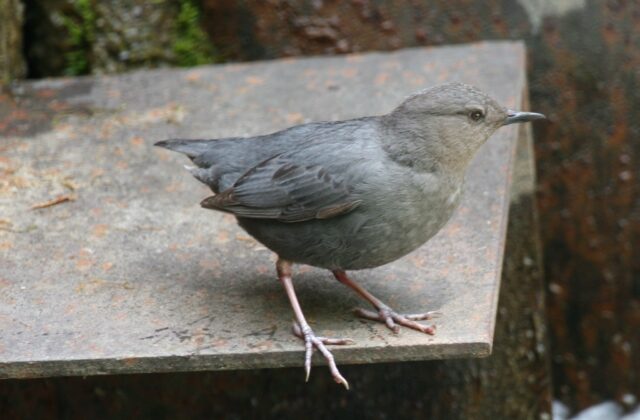American Dipper