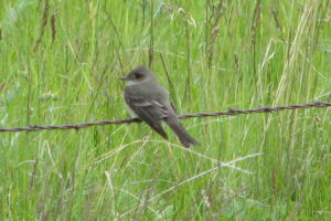 American Dusky Flycatcher