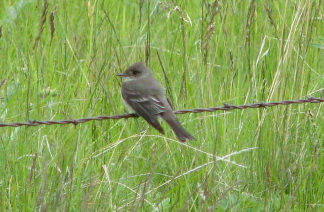 American Dusky Flycatcher