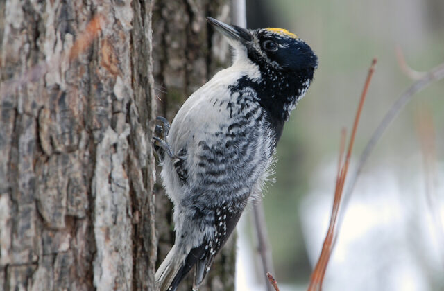 American Three-toed Woodpecker