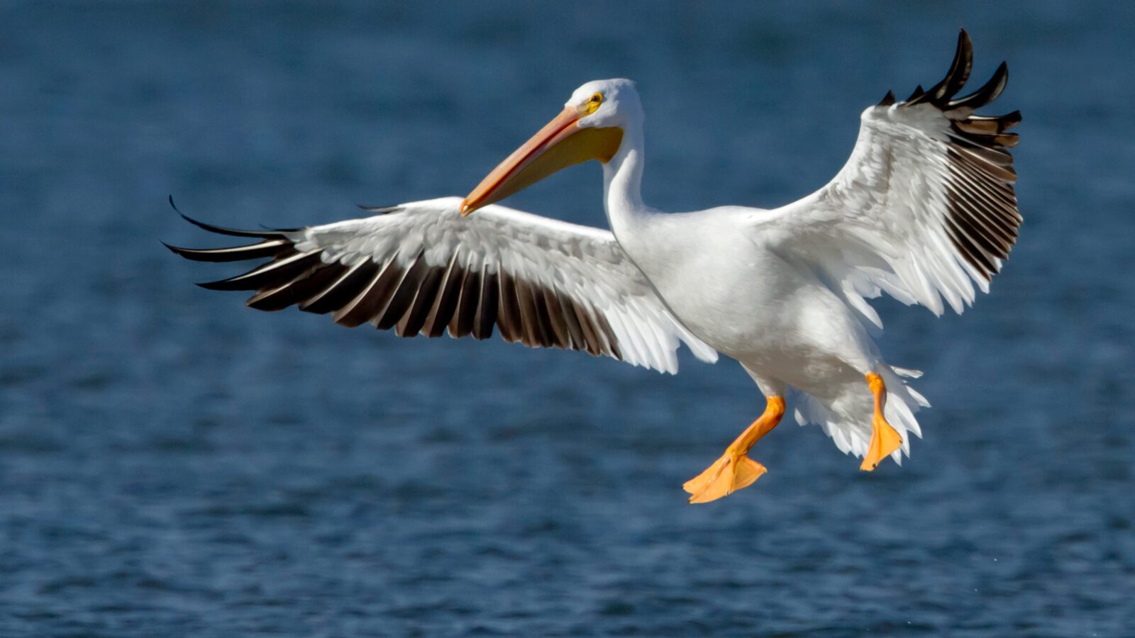 American White Pelican