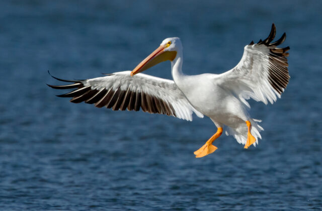 American White Pelican