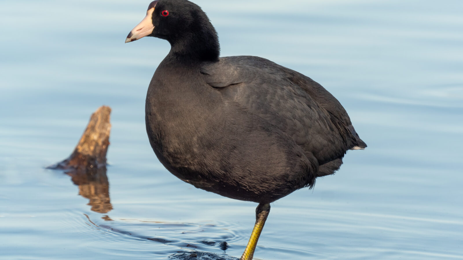 American Coot