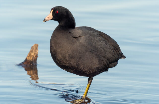 American Coot