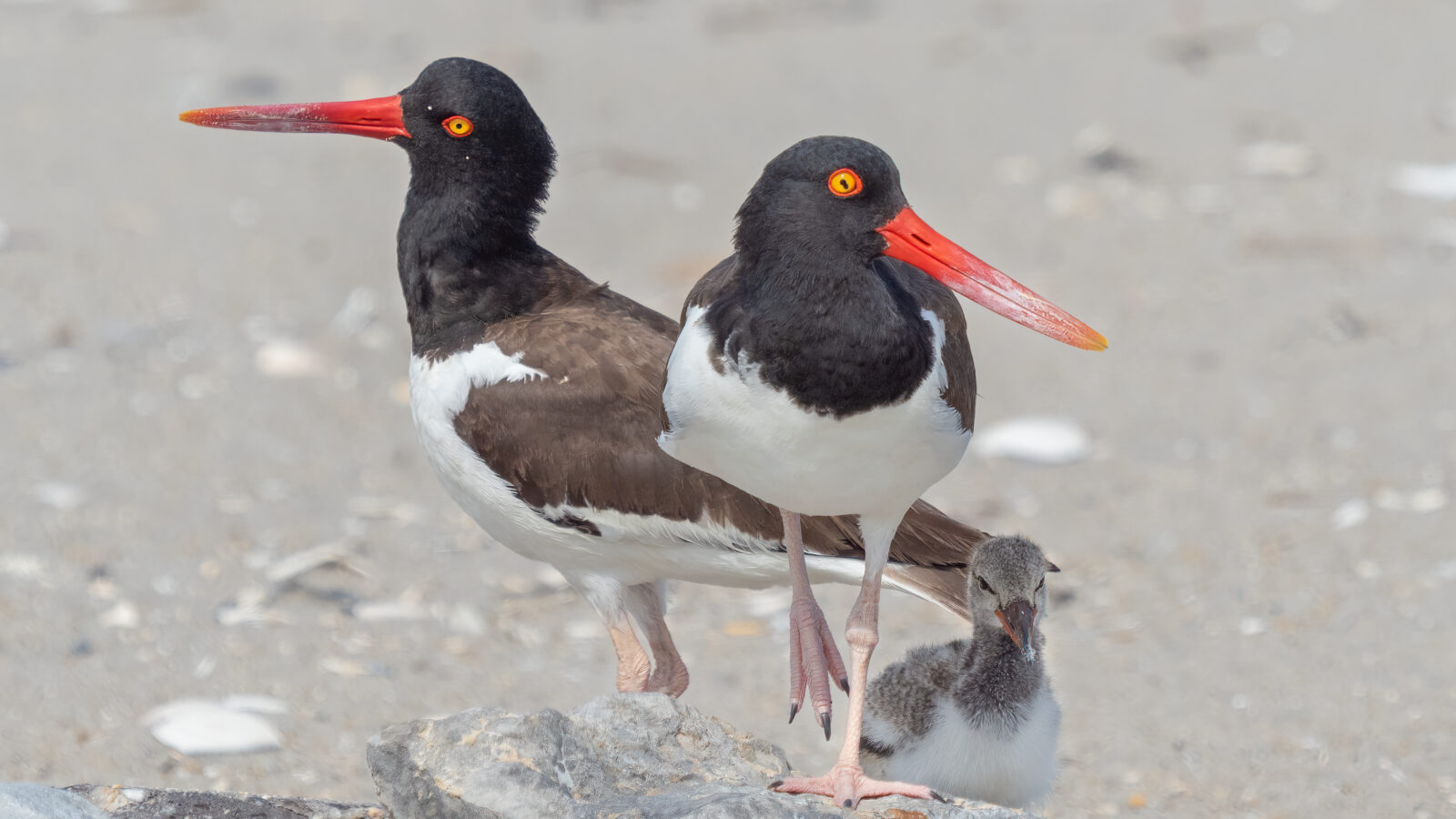 American Oystercatcher