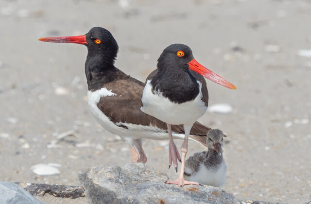 American Oystercatcher