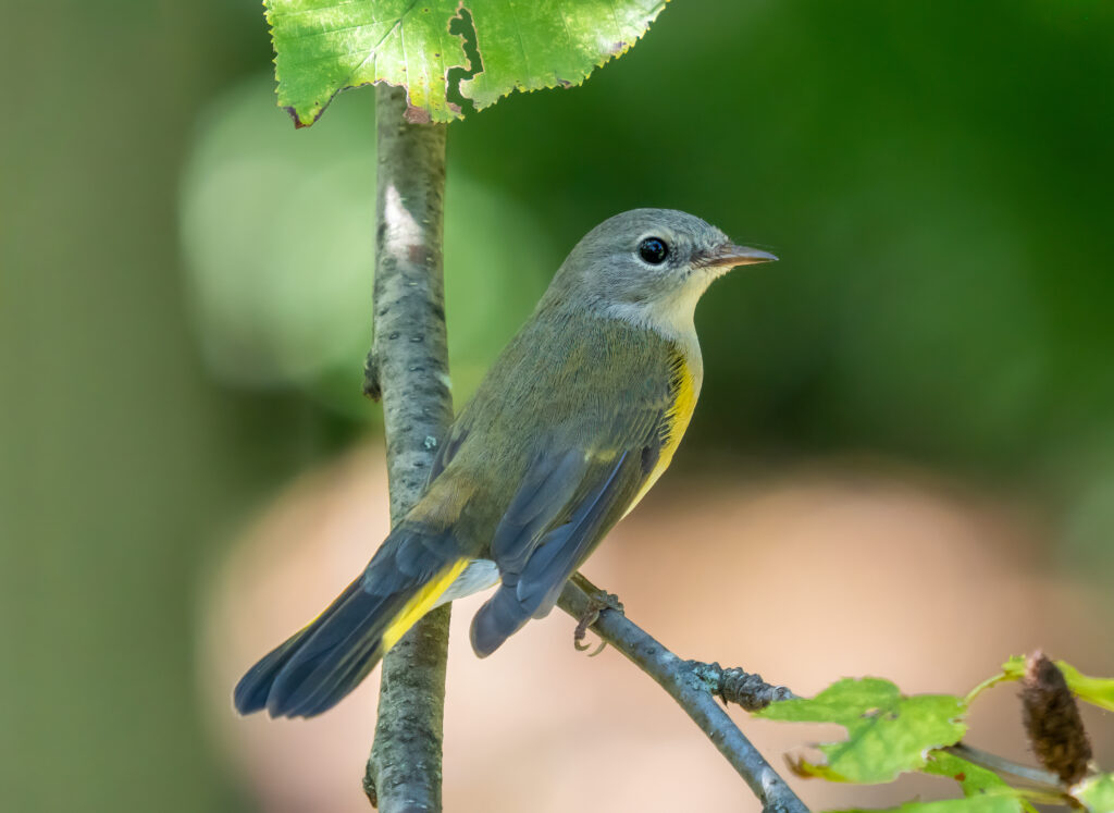 American Redstart