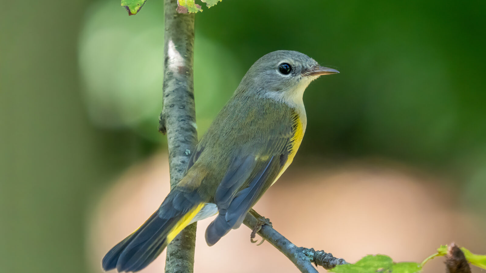American Redstart