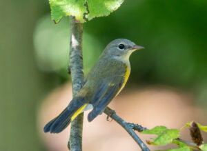 American Redstart