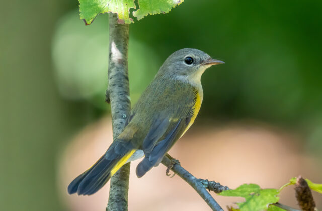 American Redstart