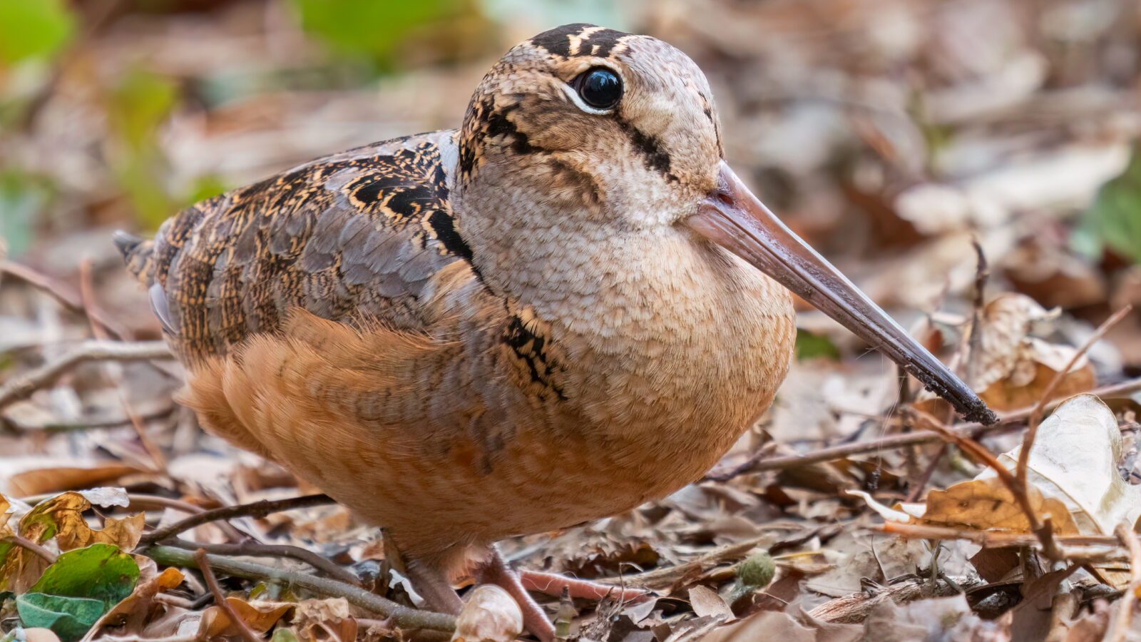 American Woodcock