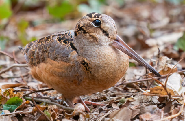 American Woodcock