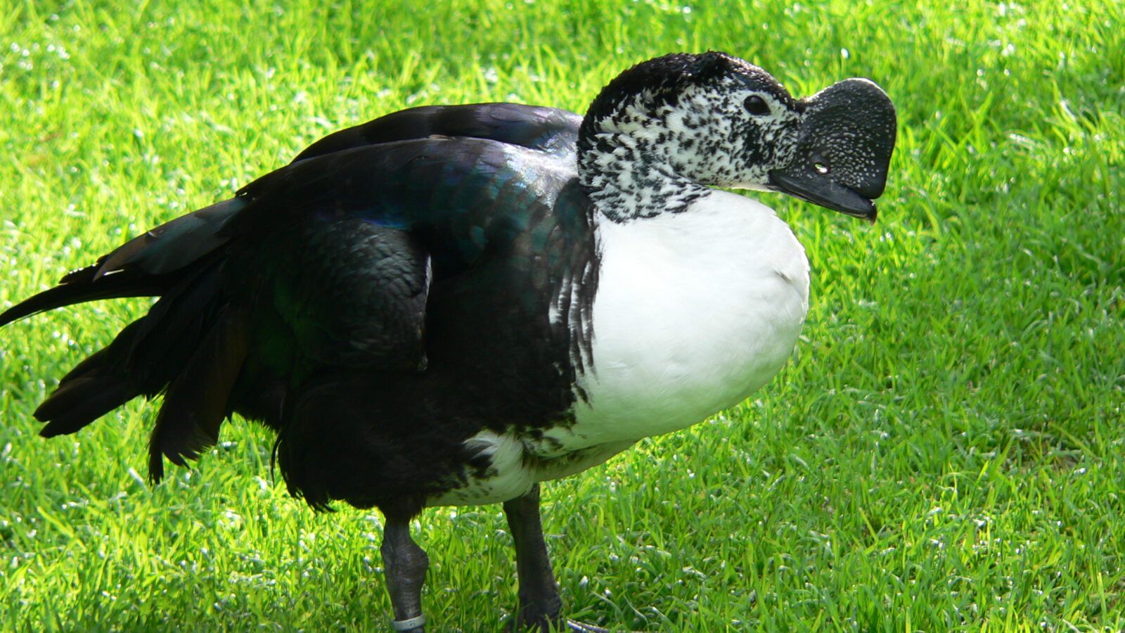 Comb Duck
