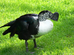 Comb Duck