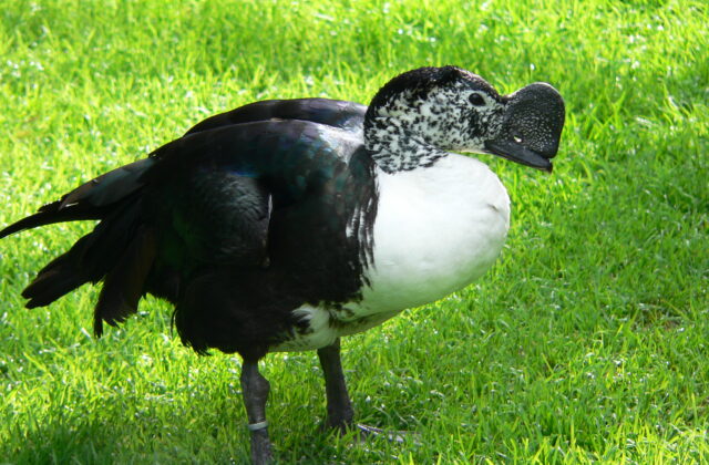 Comb Duck