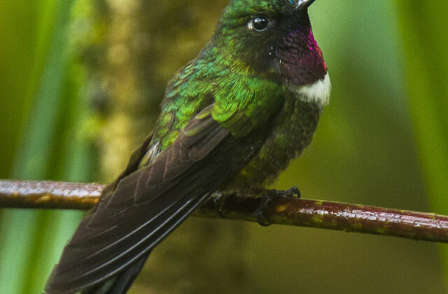 Amethyst-throated Sunangel