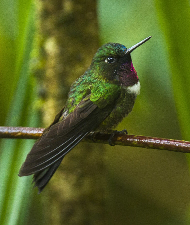 Amethyst-throated Sunangel