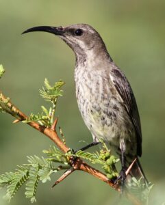 Amethyst Sunbird