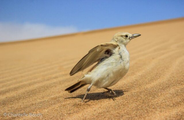 Gray’s Lark