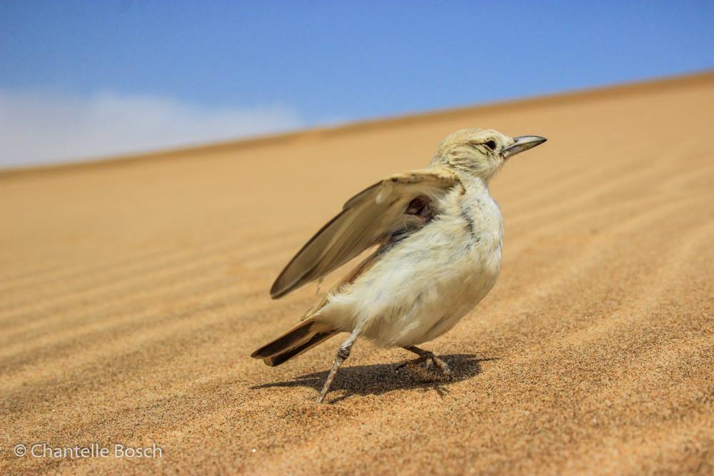 Gray’s Lark