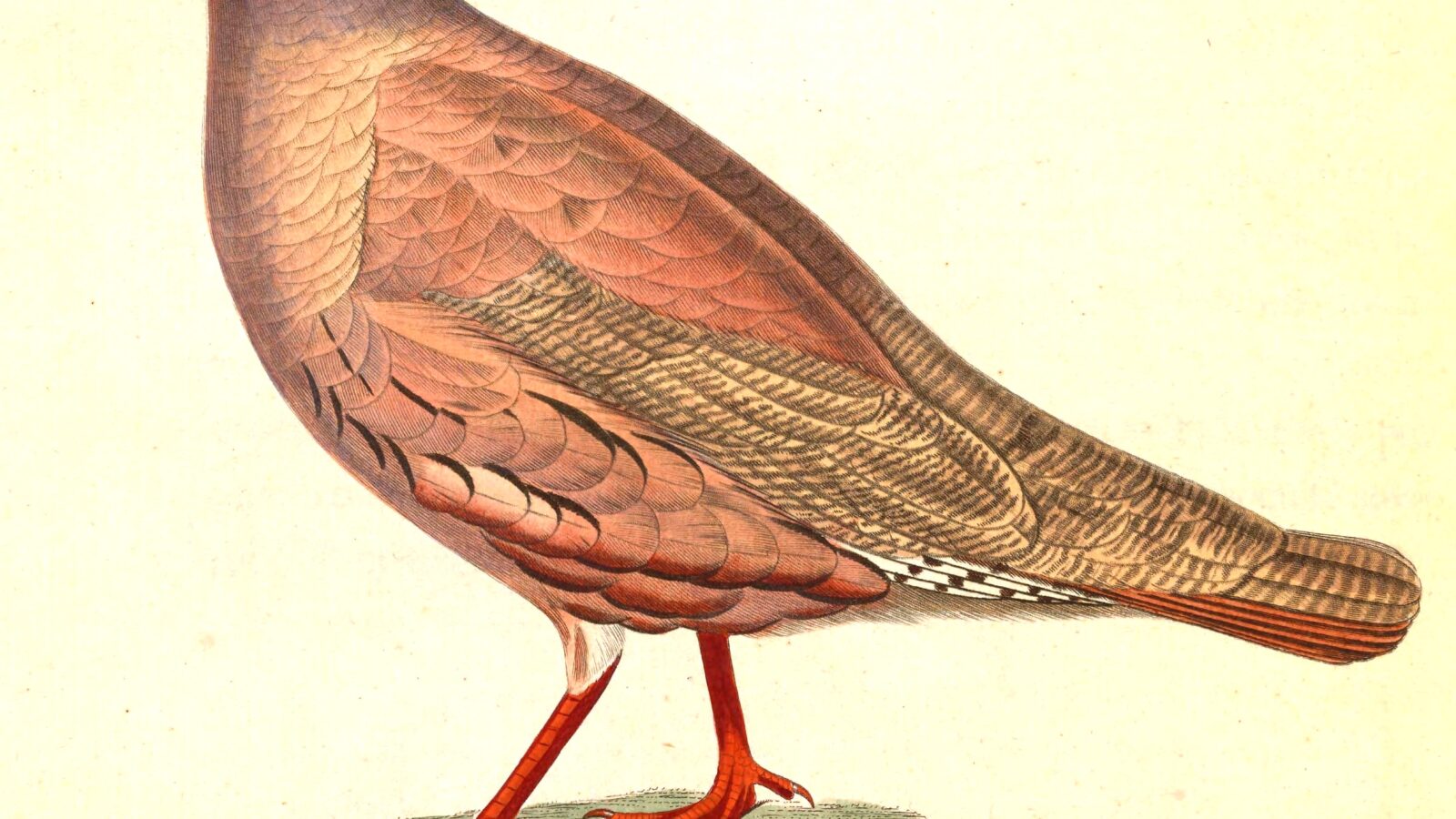 Sand Partridge