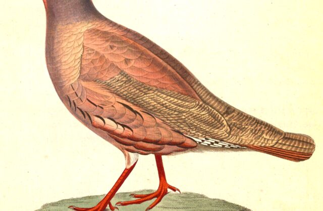 Sand Partridge