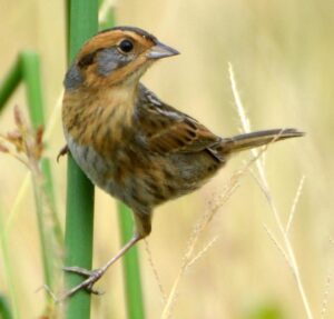Nelson’s Sparrow