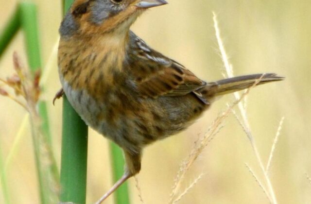 Nelson’s Sparrow