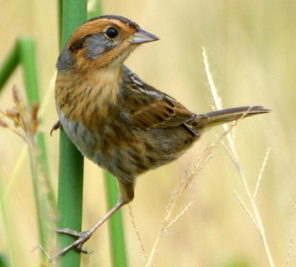 Nelson’s Sparrow