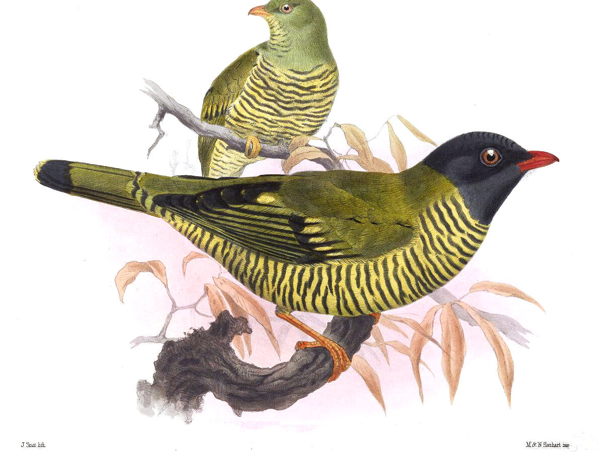 Barred Fruiteater