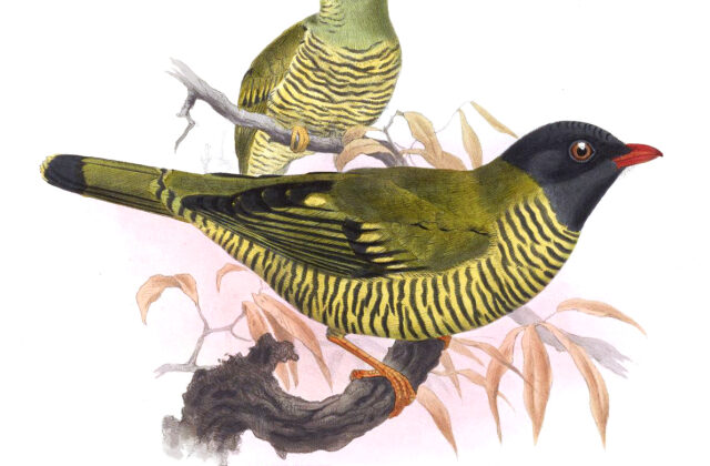 Barred Fruiteater