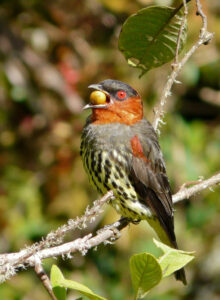 Chestnut-crested Cotinga