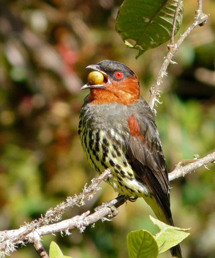 Chestnut-crested Cotinga