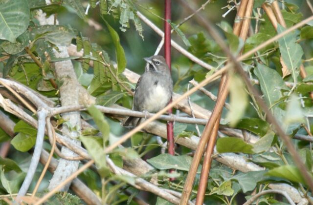 Five-striped Sparrow