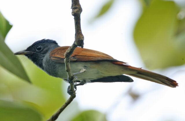 Amur Paradise Flycatcher