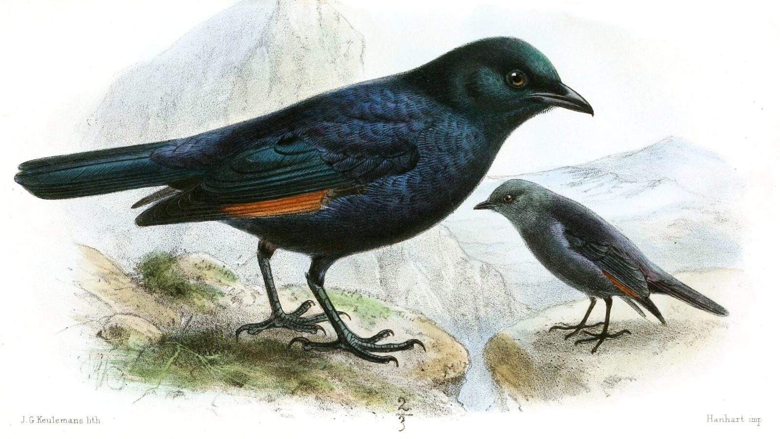 Waller’s Starling