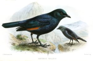 Waller’s Starling