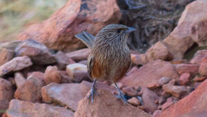 Kalkadoon Grasswren