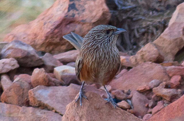 Kalkadoon Grasswren