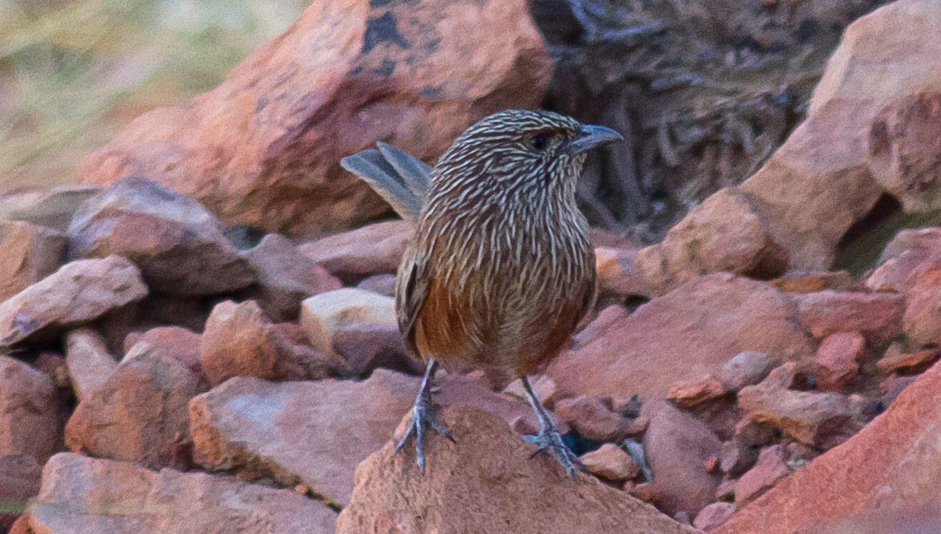 Kalkadoon Grasswren