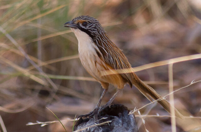 Carpentarian Grasswren