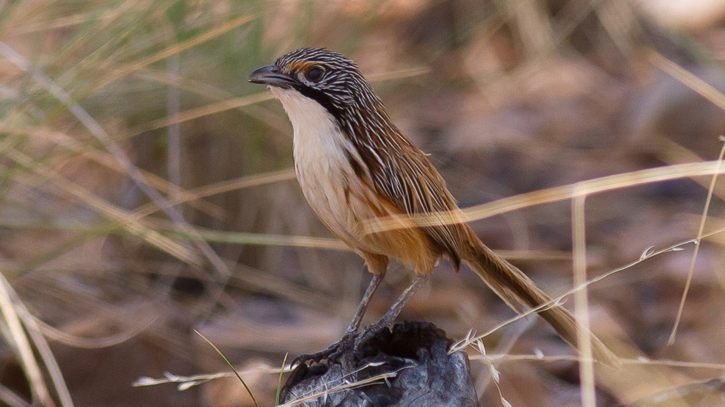 Carpentarian Grasswren