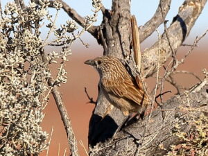 Thick-billed Grasswren